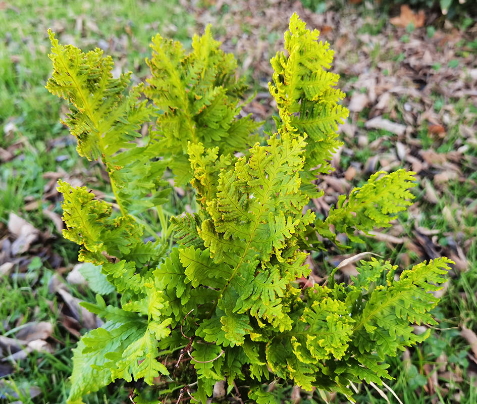 Polypodium cambricum 'Pulcherrimum Addison'